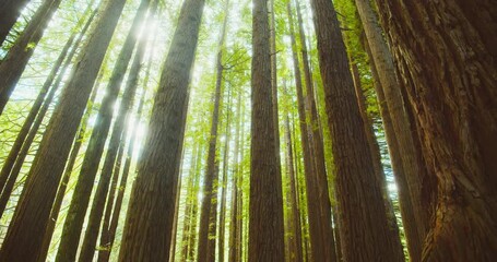 Canvas Print - Californian redwood forest, Otway National Park, Australia