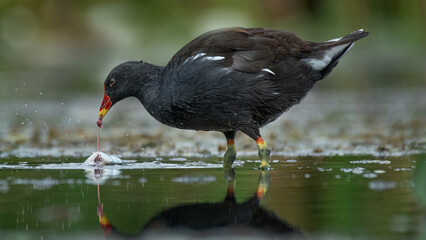 Aufkleber - Moorhen, Gallinula chloropus, standing in the water of a pool feeding on a fish. The photo is taken at a low level with the water