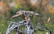 great gray owl in nature during fall