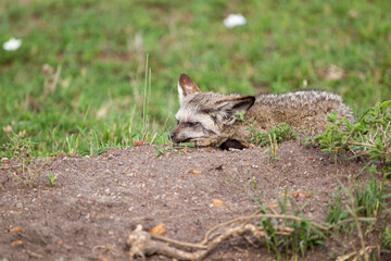 Bat-eared Fox resting at the mouth of its den in the Masai Mara, Kenya	