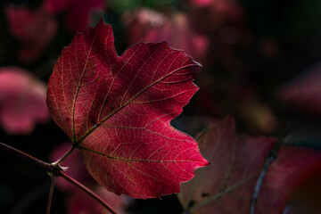 Wall Mural - acer leaf background which has red or golden yellow leaves in the autumn fall colour in november, st