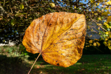 Wall Mural - common lime tree leaf (tilia x europaea) in autumn fall colour, macro close up stock photo image