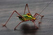 Closeup image of  Alpine Saw Bush-cricket, Southern Saw-tailed Bush-cricket, Barbitistes obtusus, katydid in the southern European alps