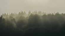 Fog Over The Forest, Abstract And Moody Greenscale