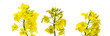 Rapeseed flower. Yellow rape flowers for healthy food oil on fie