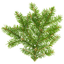 PNG Christmas Tree Branches. PNG Spruce Tree Branch Isolated