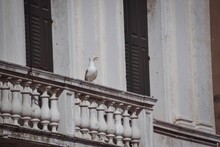 Low Angle Shot Of A Seagull Perched On A Historic Stone Balcony