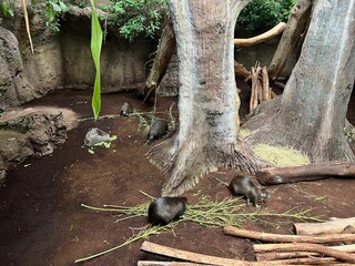 Wall Mural - Beautiful fluffy Cuban hutias in zoo enclosure