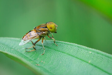 Wall Mural - A yellow spot eyed hoverfly on the leaf edge with bokeh background 