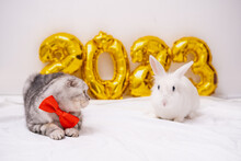Christmas Cute Rabbit And Scottish Fold Cat 2023 With Golden Foil Balloons Number 2023 New Year. Funny Cat With A Red Bowtie And Bunny On A Christmas Festive White Background