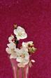 Apricot blossoms isolated against a pink glittery background