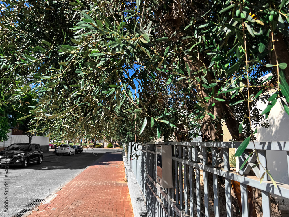View of olive trees behind fence on street
