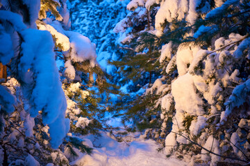 Wall Mural - Evening winter coniferous forest, tree branches heavily covered with snow