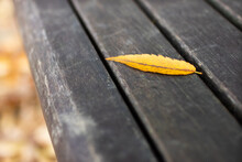 Autumn Leaves On The Bench.