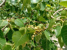 GREEN Ficus Religiosa  OR PEEPAL TREE LEAF AND FRUITS