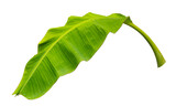 Fototapeta Łazienka - green banana leaf isolated on transparent background