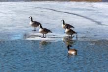 Canada Geese On A Partially Frozen Pond In Spring