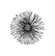 Line drawing of a daisy or vygie from africa