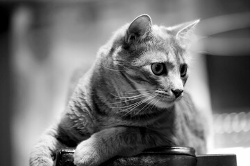 Canvas Print - Closeup monochrome shot of a cat