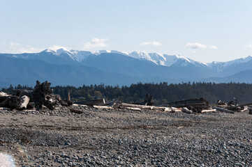 Wooden stems in front of evergreen forest and Olympic mountains at Dungeness Spit, Olympic Peninsula, USA