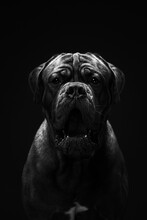 Portrait Of Adult Bullmastiff Isolated On Black Background