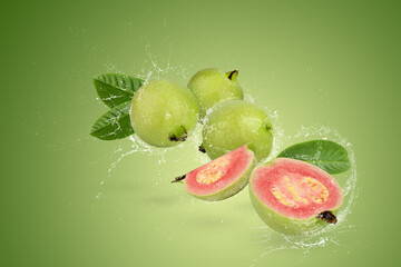 Water splashing of Guava fruit with pink juicy flesh and a strong sweet aroma with green leaf on a Green background