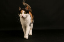 Beautiful Small Tricolored Cat Portrait In The Dark Studio