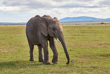 Young Elephant Grazing On The Plains Of The Masai Mara