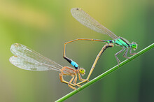 Close-Up Profile View Of Two Dragonflies Mating, Indonesia