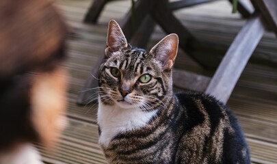 Canvas Print - Beautiful tabby cat (Felis catus) on the house porch