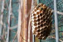 Closeup Of Wasps Honeycomb Papery Nest With Open Cells. Polistes Genus Paper Wasps Working On It. 