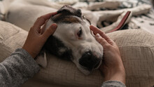 Close-up Of A Person Stroking A Boxer Dog Lying On A Sofa