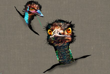 Funny Looking Emu Birds Poke Their Heads Through Openings In This 3-d Illustration About The Australian Birds.