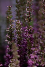 Vertical Closeup Of Beautiful Purple Common Heather Flowers, Calluna Vulgaris