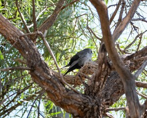 Poster - Scenery of Black woodswallow on a branch (Artamus cinereus)