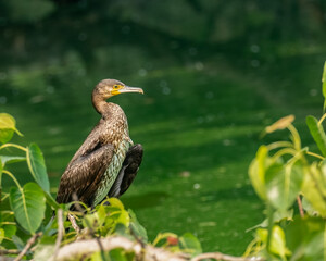 A Cormorant sitting on a tree in a lake