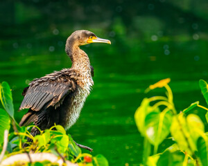 A Cormorant sitting in a lake