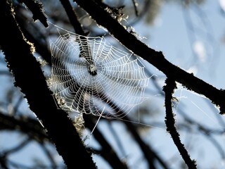 Sticker - Closeup shot of a spiderweb in a forest in Healesville, Australia