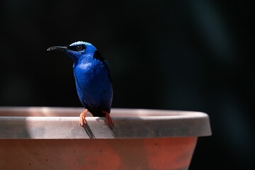 Wall Mural - Shining honeycreeper (Cyanerpes lucidus) sitting on a flowerpot on dark background