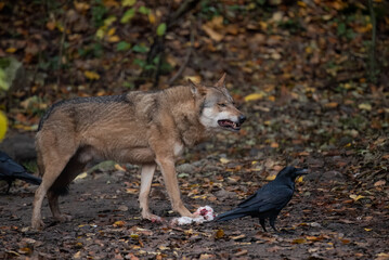 Canvas Print - grey wolf lupus