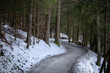 Winding footpath through a pine forest covered with snow, mystic winter landscape