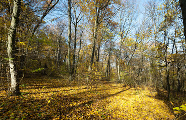 Sticker - autumn forest landscape