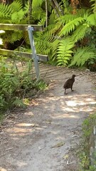 Canvas Print - Oiseau endémique du parc Abel Tasman - Nouvelle Zélande