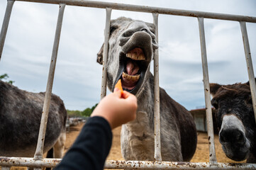 A young girl giving a carrot to a donkey