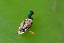 Duck Swimming In The Green Water Of The Lake