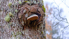 Close Up Of A Tinder Fungus, A Large Species Of Tree Fungus On A Tree Trunk