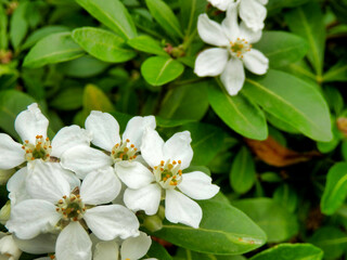 Wall Mural - Choisya Ternata, an aromatic evergreen shrub also known as Mexican Orange Blossom because of its strong orange blossom fragrance
