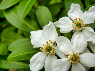 Wall Mural - Choisya Ternata, an aromatic evergreen shrub also known as Mexican Orange Blossom because of its strong orange blossom fragrance
