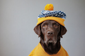 Labrador retriever dog in a yellow jacket and a yellow hat looks at the camera. dogs are like people, a pet is dressed like a person. a smart dog in a beautiful hat, clothes for pets. business person