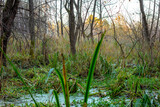 Fototapeta  - Bagienny krajobraz dzikiej puszczy, jesień, las